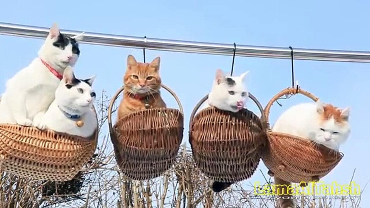 Funny Videos _ Funny Cats _ Cute Funny Videos Cats?syndication=228326