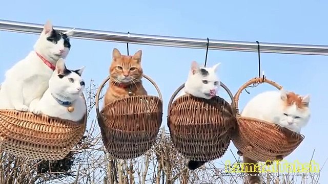 Funny Videos _ Funny Cats _ Cute Funny Videos Cats?syndication=228326