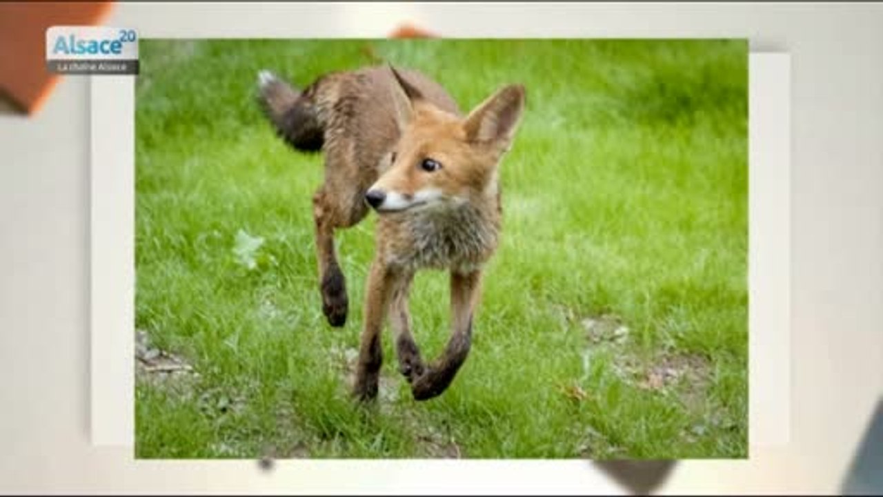 Les renardeaux du parc du Petit Prince