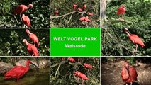 VOGEL DES MONATS APRIL - Roter Ibis / Scarlet Ibis - Welt-Vogelpark Walsrode