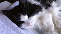 Sleepy cat tries to wakes up