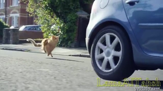 Funny Videos _ Funny Cats _ Cute Funny Vines Videos Cats?syndication=228326