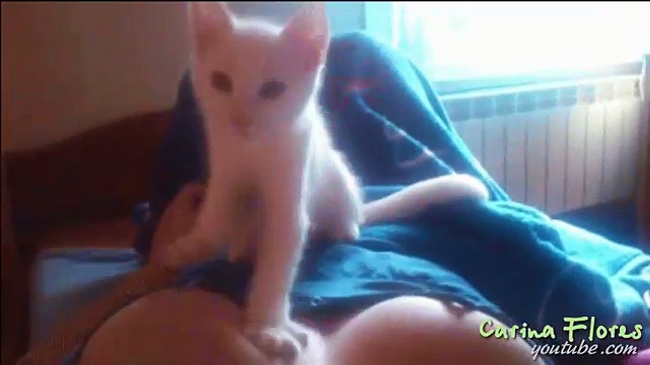 Funny Videos _ Funny Cats _ Funny Vine Videos _ Cute Funny Videos Cool?syndication=228326