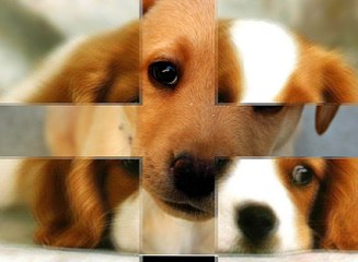 Köpek maması