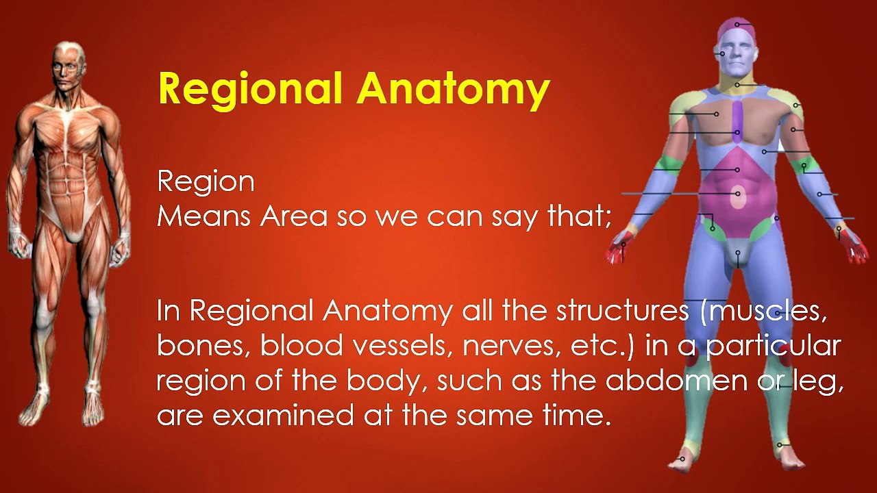 Lesson No. 01 What Is Anatomy & Physiology (Human Body)