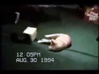 funny videos _cats?syndication=228326