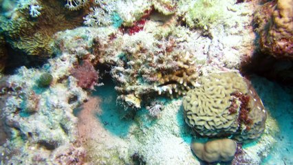 Red Sea Walkman