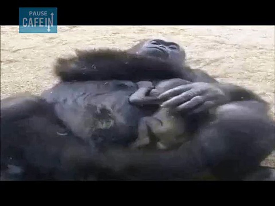 Ce bébé gorille ne risque rien avec une mère comme elle