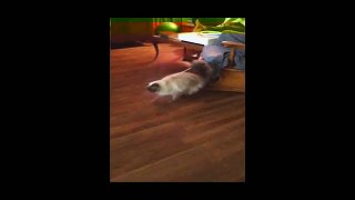 Funny Videos Funny Cat Videos Ever - Funny Cats Video - Funny Animals Funny Animal Videos?syndication=228326