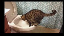 Funny Videos - Funny Cats Video - Funny Cat Videos Ever - Funny Animals Funny Animal Videos?syndication=228326
