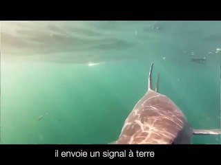 Clever Buoy : une bouée qui détecte les requins