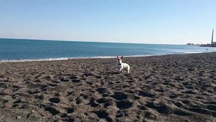 Coby le petit Jack Russel qui découvre la plage pour la première fois !