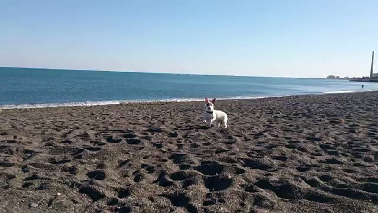 Coby le petit Jack Russel qui découvre la plage pour la première fois !