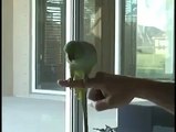 wao amazing genious parrot the parrot as act as the owner the parrot says wao