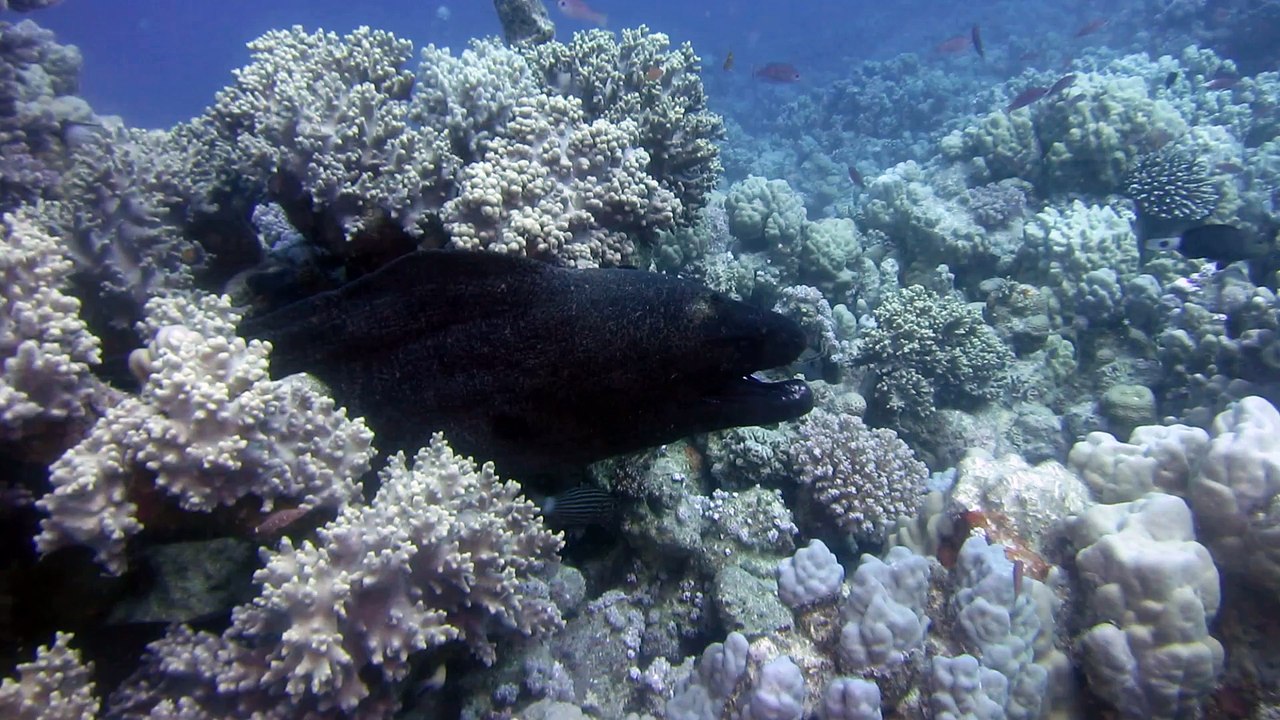 Riesenmuräne lässt sich putzen