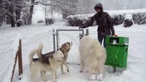 des chiens s'éclatent dans le parc d'ébats à Blonay en hiver (2)