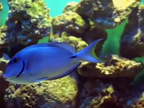 Como Pode um Peixe Vivo - Filme Bebê Mais Bichos 2 - músicas para bebês
