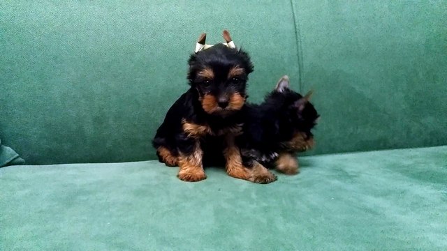 yorkshire terrier satılık tea cup ve sıfır numara yavrular irtibat: o541 450 12 27
