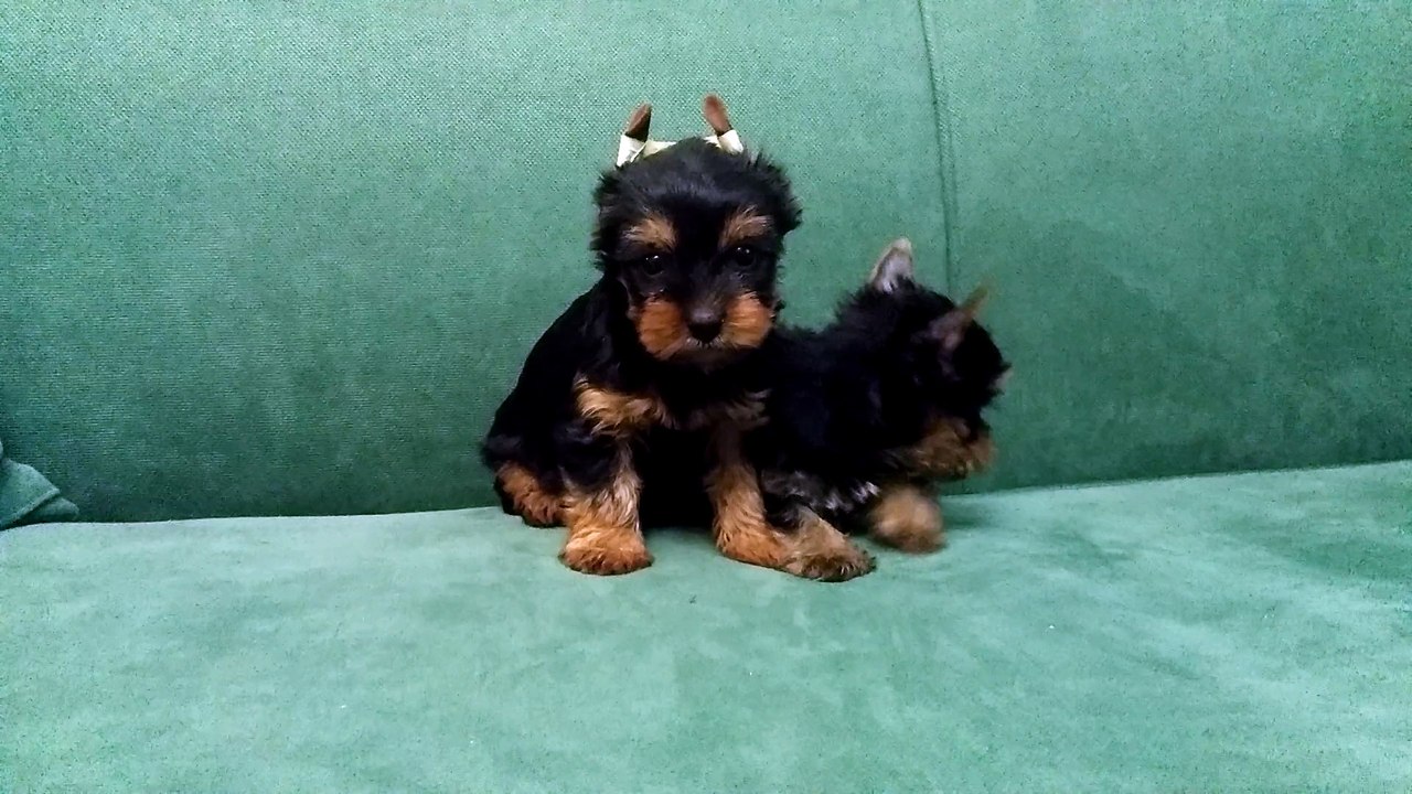 yorkshire terrier satılık tea cup ve sıfır numara yavrular irtibat: o541 450 12 27