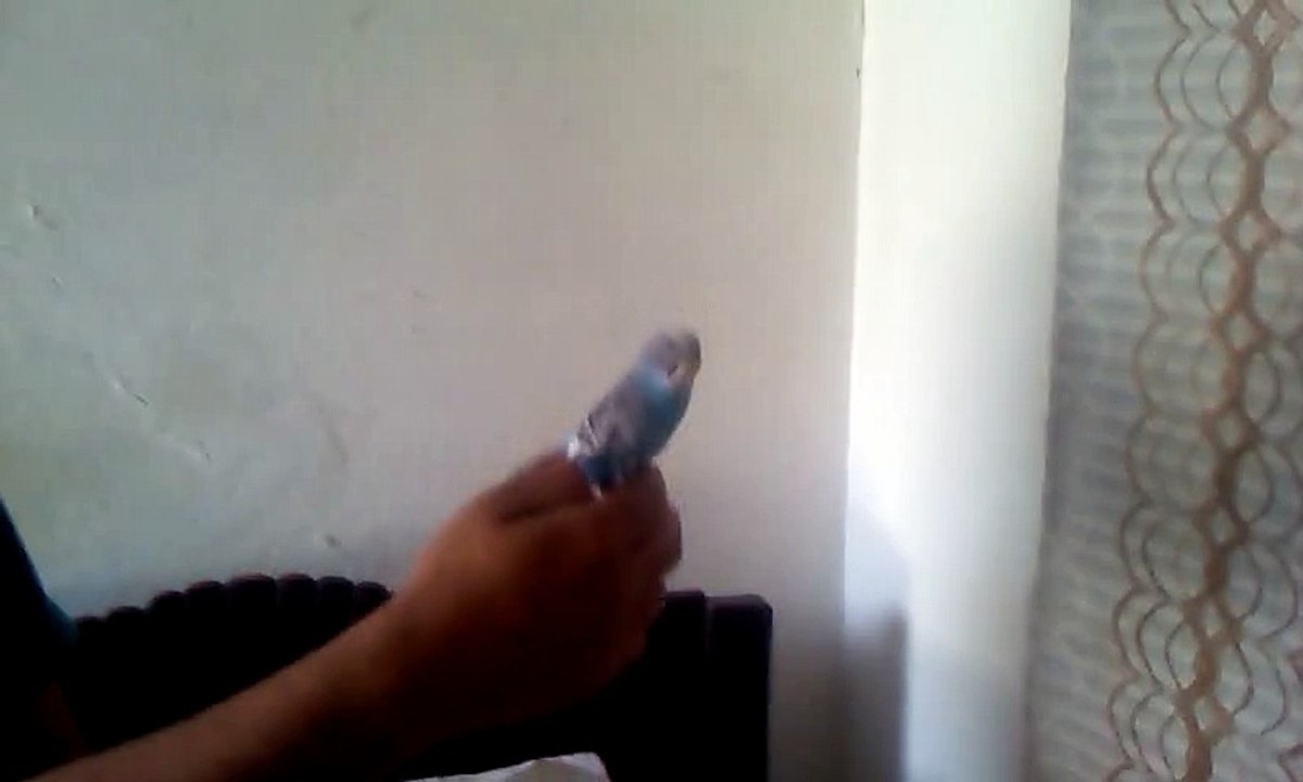 parrot