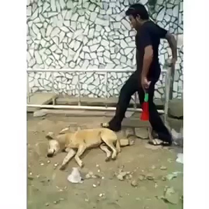 Funny Man And Rock Dog Amazing Funny Masti