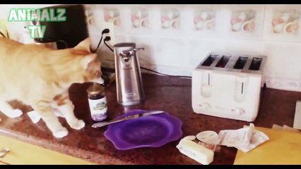 Funny Cats vs Toasters - Cats Scared of Toaster Compilation 2015 [NEW HD VIDEO]