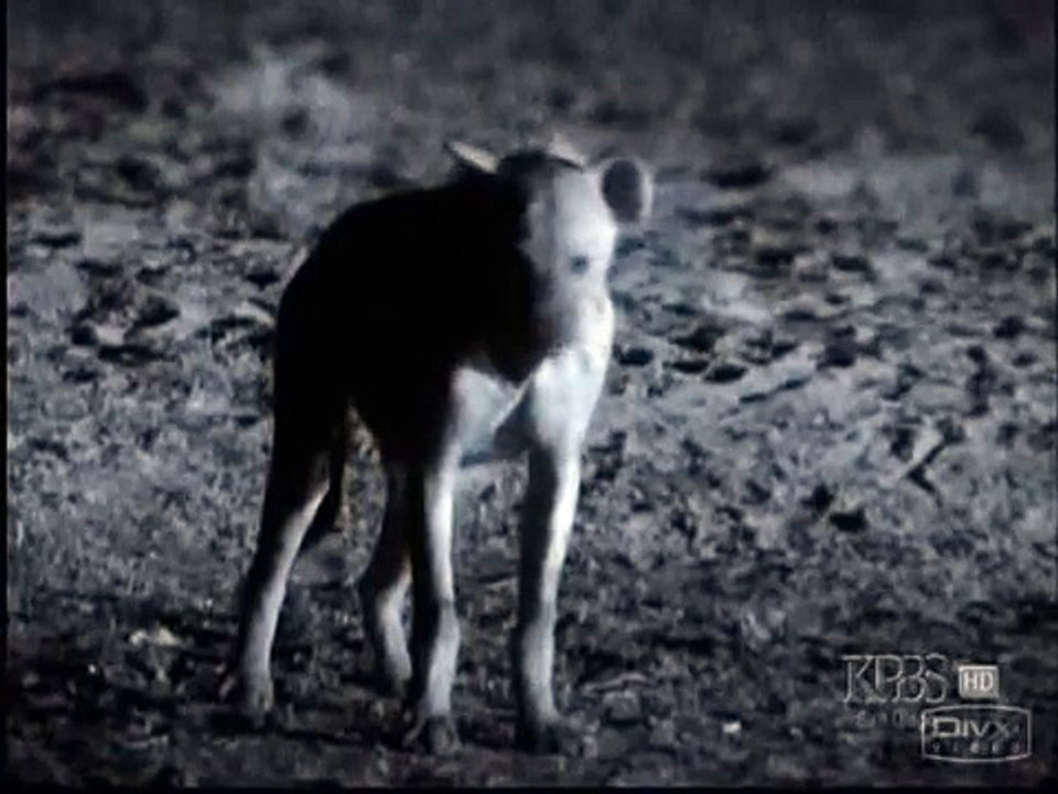 Hyenas vs Hippos