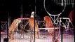 Maltrato Animal en los Circos