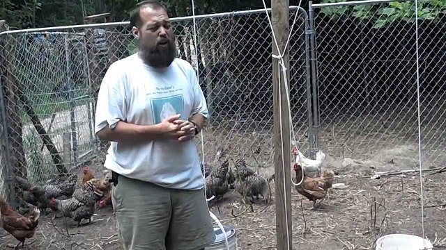 Feeding Chickens maggots, free food, and renewable as well.