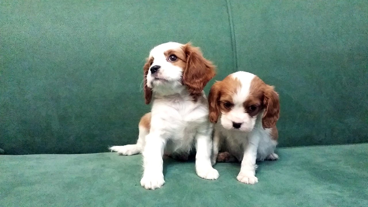 cavalier king charles satılık yavrular mükemmel kalite