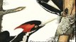 IVORY-BILLED WOODPECKER SIGHTED IN SINGER TRACT