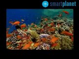 El cambio climático amenaza los arrecifes coralinos