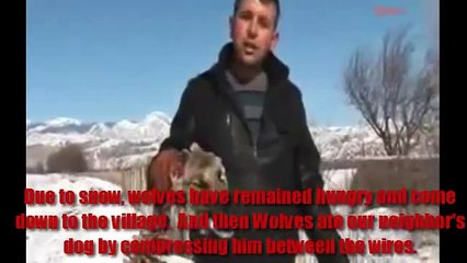 THE WOLF ATTACK The wolf ate a dog !!!