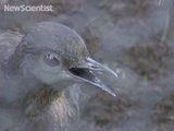 Lyrebird mimics construction sounds