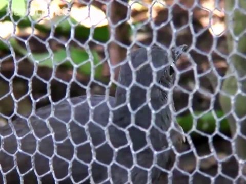 Cet oiseau imite des outils et bruits de construction!