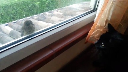 Un chat essaie d'effrayer un oiseau : raté!
