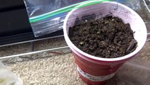 Growing Super Hot Peppers 01 - Germinate: 3 Different Methods