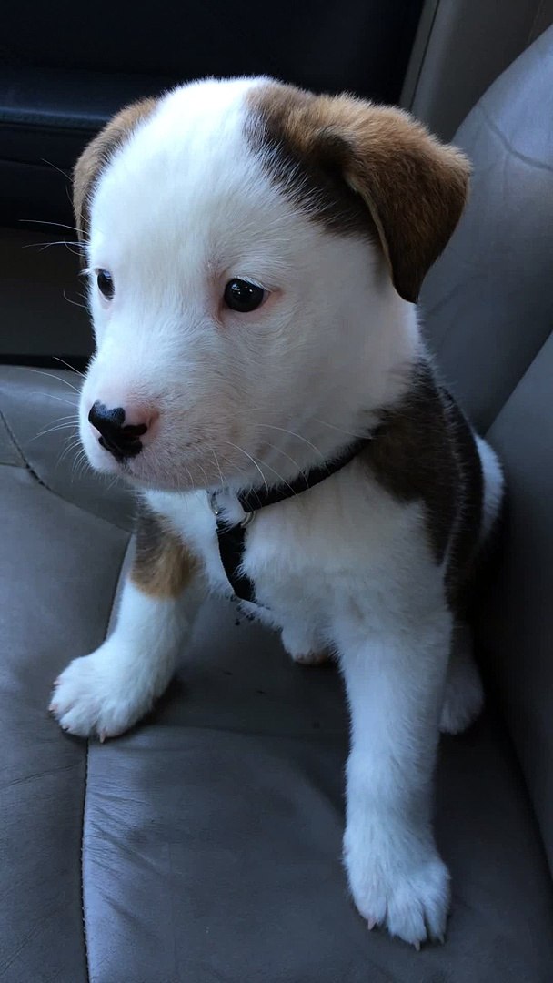 Ce Bebe Chien A Le Hoquet Et Ne Comprend Pas Ce Qu Il Lui Arrive Video Dailymotion