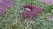Gopher digging a hole in Golden Gate Park AS SEEN ON DYI Channel's DISASTER HOUSE!
