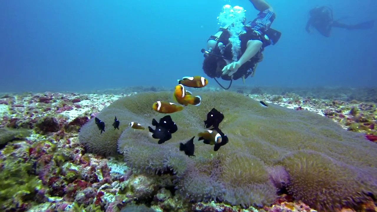 GoPro_ Manta Ray Rescue