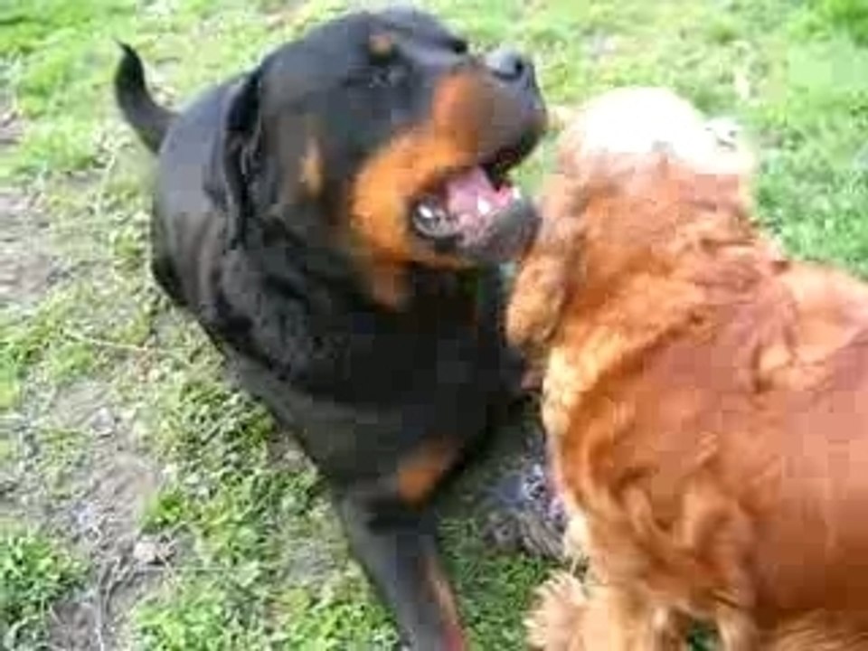La vengeance du cocker