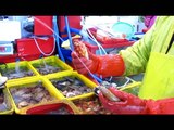 Incredible Fish Market of Busan, South Korea