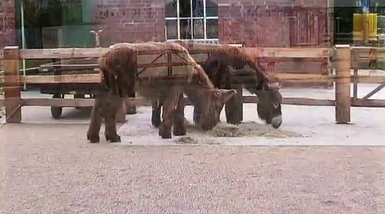 Auf großer Tour durch den Kölner Zoo 3