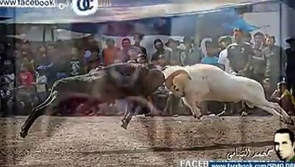 Fighting sheep قتال الخرفان