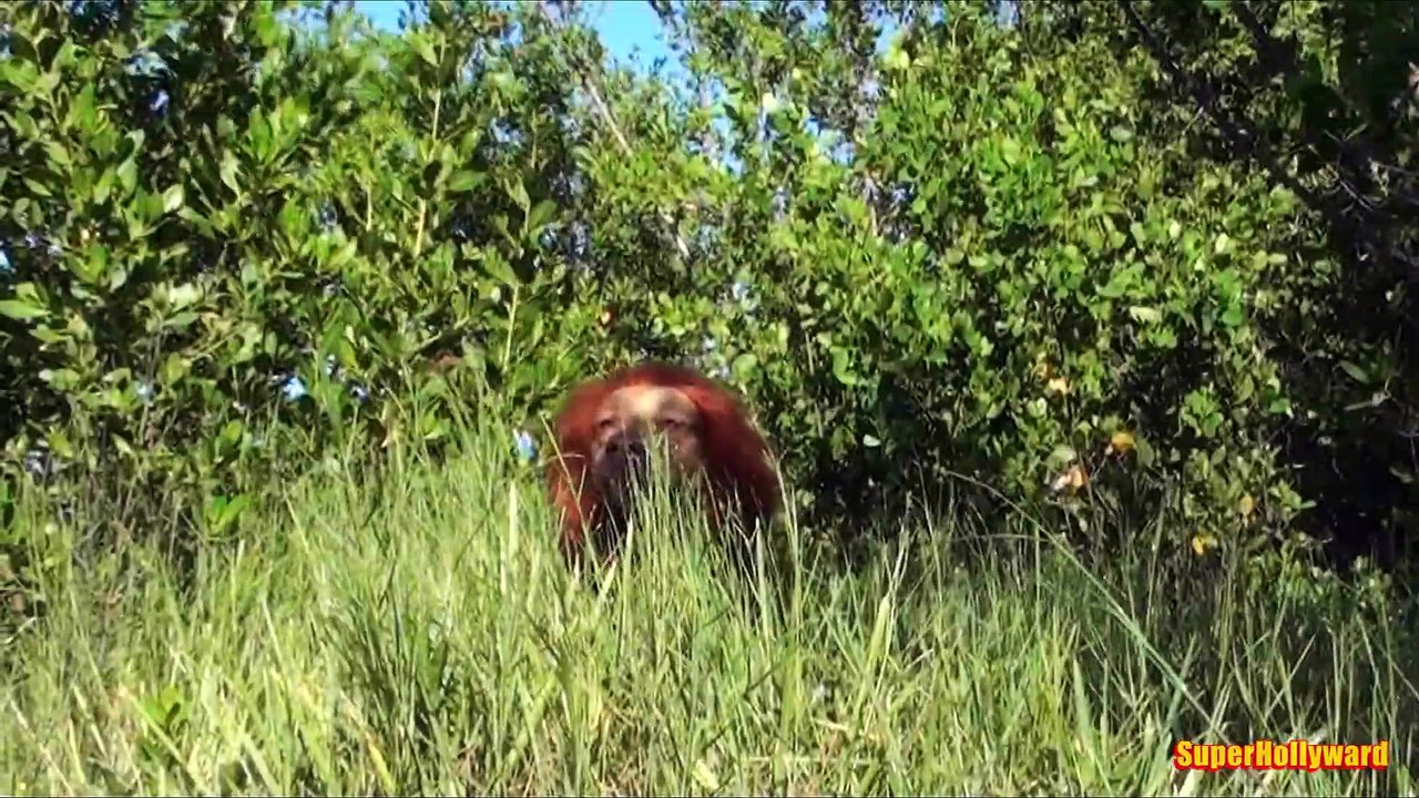LION PRANK