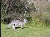 Kangaroos Hop, Blue Mountains National Park, Australia