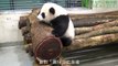 圓圓的床回來了 Giant Panda Yuan Yuan And Yuan Zai's New Bed