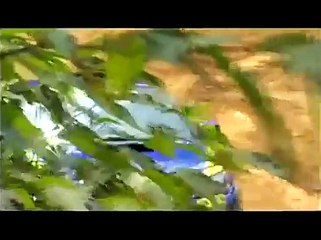 Travis Pastrana Triple Backflip