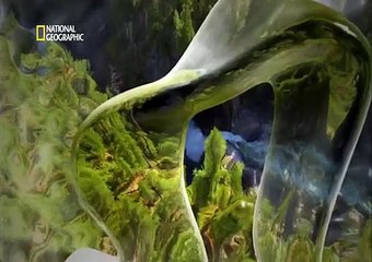 Rusia.Salvaje.(El.bosque.secreto).(Introduccion).por.R2D2.avi