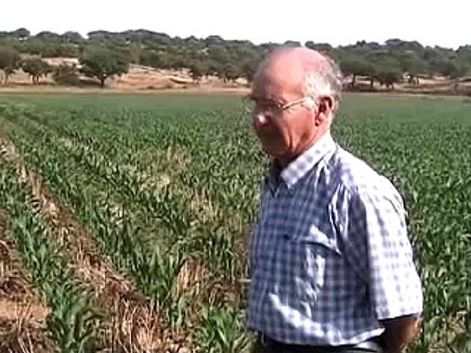 Milho Dom Joao